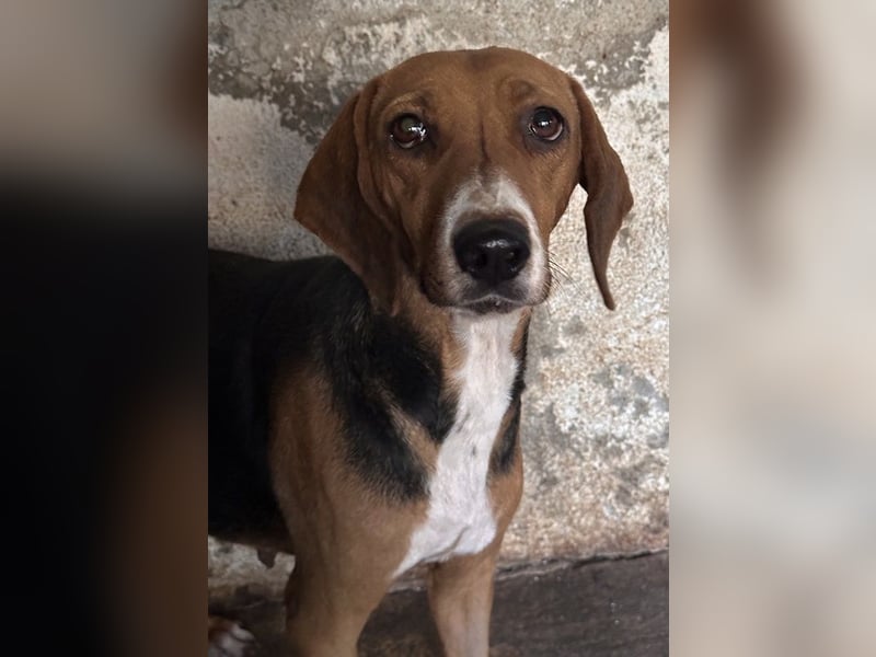 Imelda, geb. ca. 11/2021, lebt in GRIECHENLAND, auf einer privaten Pflegestelle