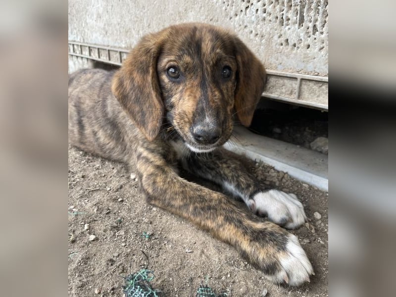Shelby, geb. ca. 03/2026, lebt in GRIECHENLAND, im städt. Tierheim Serres