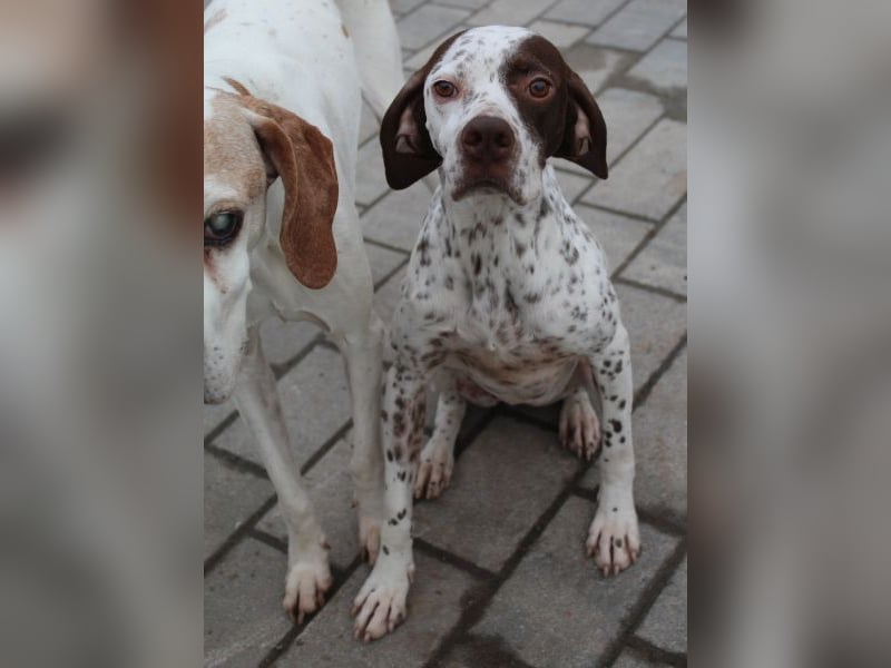 Acira, geb. ca. 04/2023, lebt auf einer Pflegestelle in 67735 Mehlbach