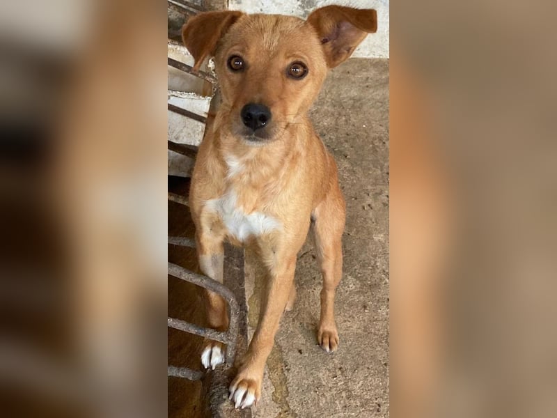 Allya, geb. ca.02/2024, lebt auf einer Pflegestelle in 20457 Hamburg