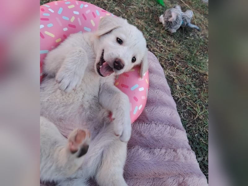 Sugar-Belle, geb. ca. 04/2026, lebt in GRIECHENLAND, auf einer privaten Pflegestelle