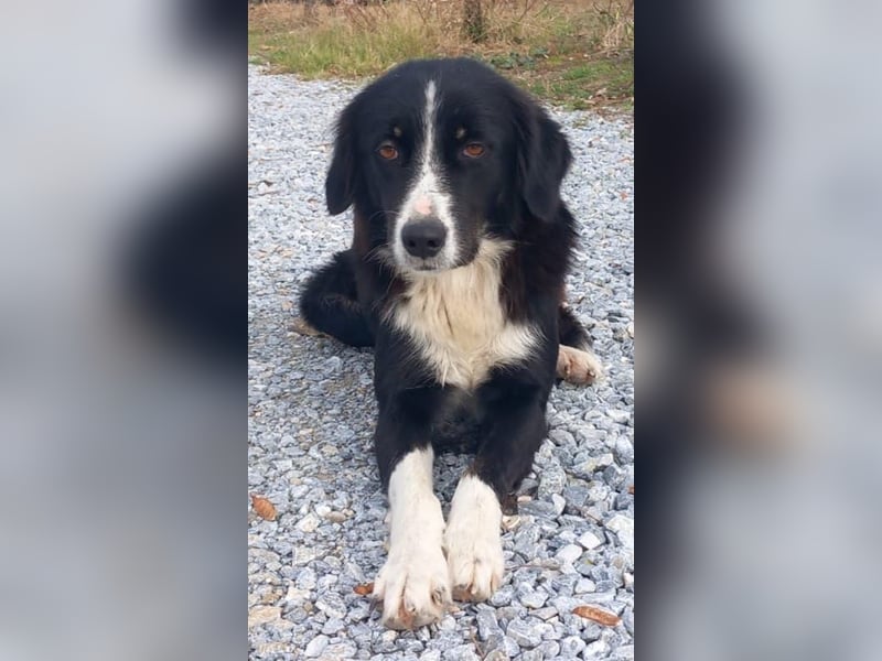 Lascaria, geb. ca. 12/2021, lebt in GRIECHENLAND, auf einer privaten Pflegestelle