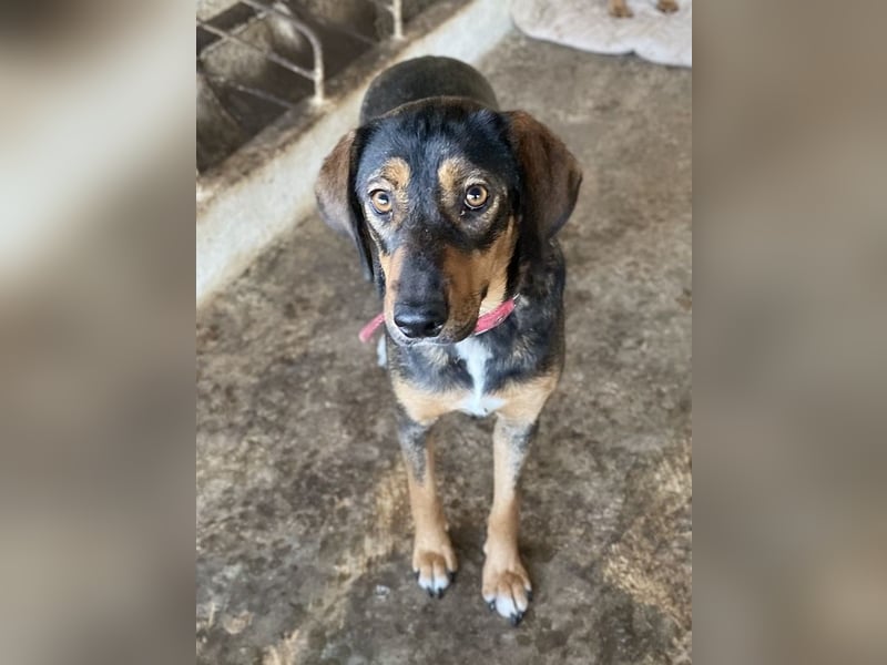 Zona, geb. ca. 11/2022, lebt in GRIECHENLAND, auf einer privaten Pflegestelle