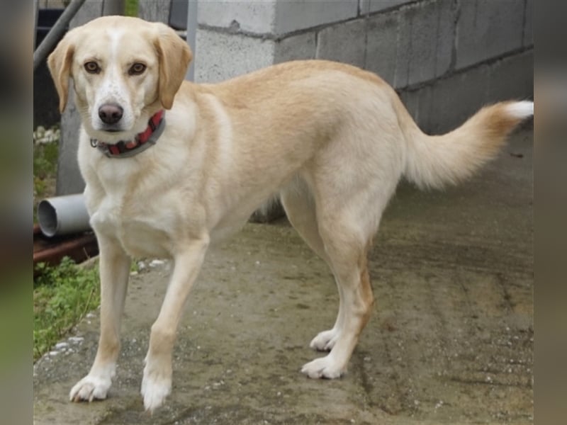 Liza, geb. ca. 05/2018, lebt in GRIECHENLAND, auf einer privaten Pflegestelle