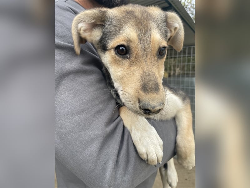 Atlanta, geb. ca. 07/2023, lebt in GRIECHENLAND, auf einer privaten Pflegestelle