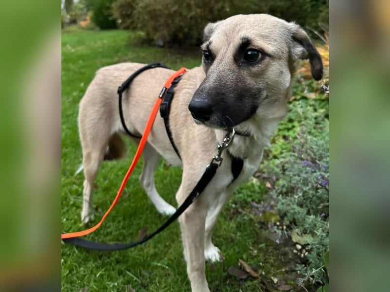 Fary, geb. ca. 02/2024, lebt auf einer Pflegestelle in 58332 Schwelm