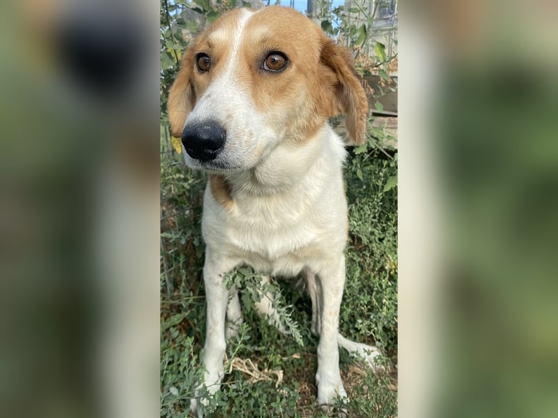 Katja, geb. ca. 12/2019, lebt in GRIECHENLAND, im städt. Tierheim Serres