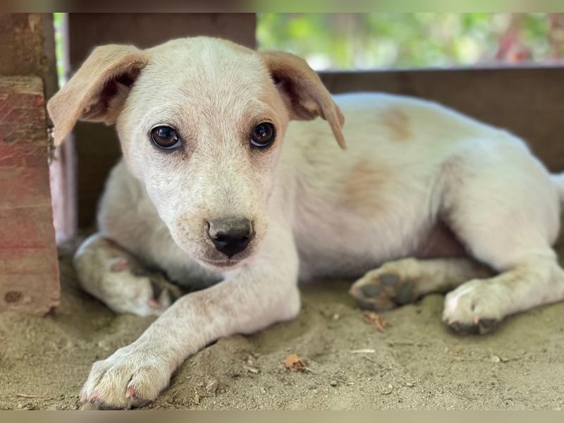 Mimosa, geb. ca. 04/2025, lebt auf einer Pflegestelle in 3072RE Rotterdam