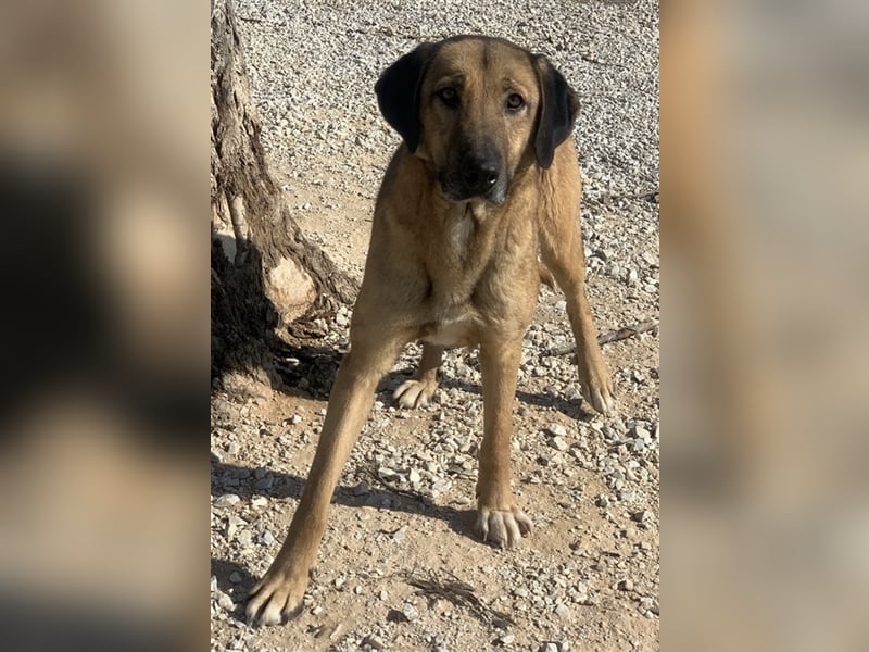 Sheryl, geb. ca. 01/2017, lebt in GRIECHENLAND, im städt. Tierheim Serres