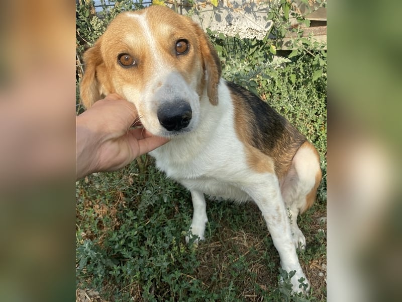 Katja, geb. ca. 12/2019, lebt in GRIECHENLAND, im städt. Tierheim Serres