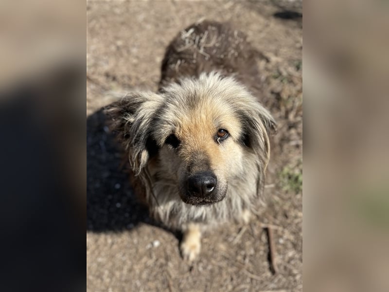 Mandy Lou geb. ca. 11/2020