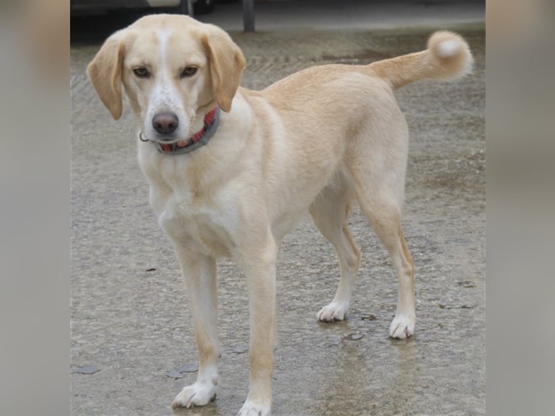 Liza, geb. ca. 05/2018, lebt in GRIECHENLAND, auf einer privaten Pflegestelle