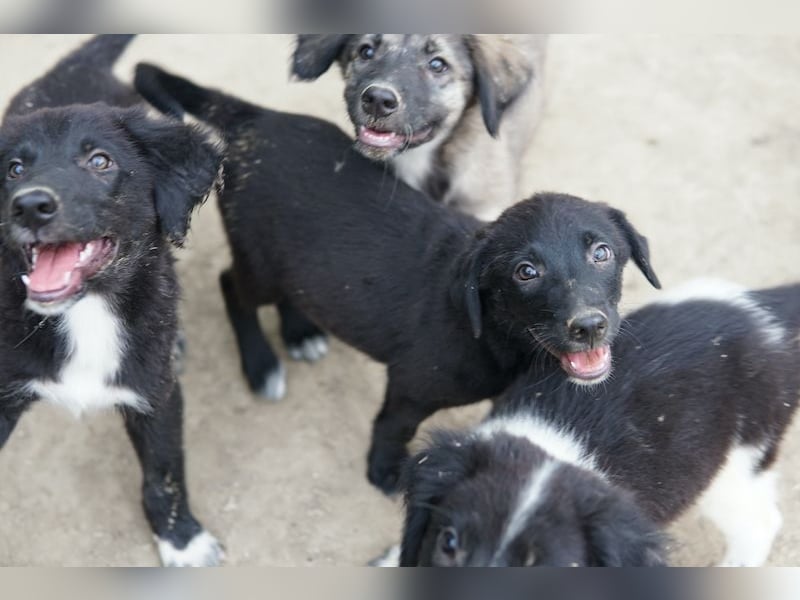 Lillia, geb. ca. 05/2024, lebt in GRIECHENLAND, auf einer privaten Pflegestelle