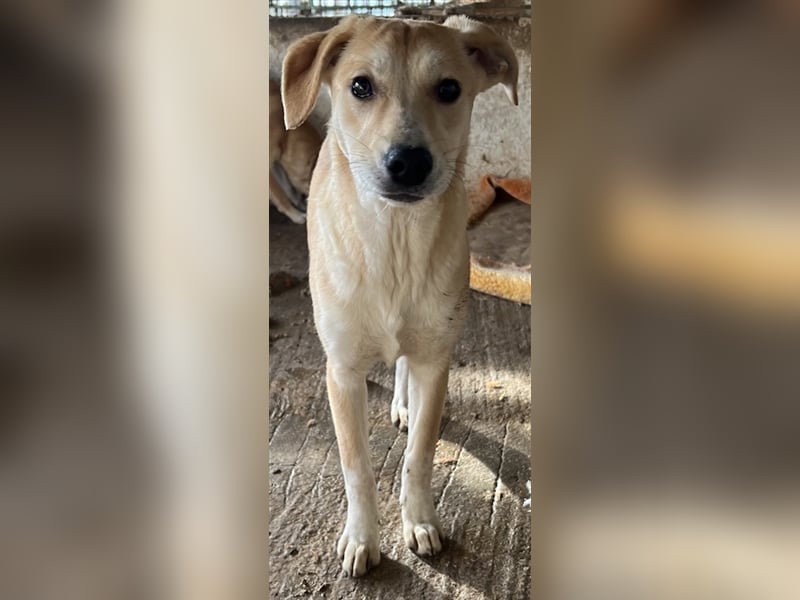 Phoenix, geb. ca. 07/2023, lebt in GRIECHENLAND, auf einer privaten Pflegestelle