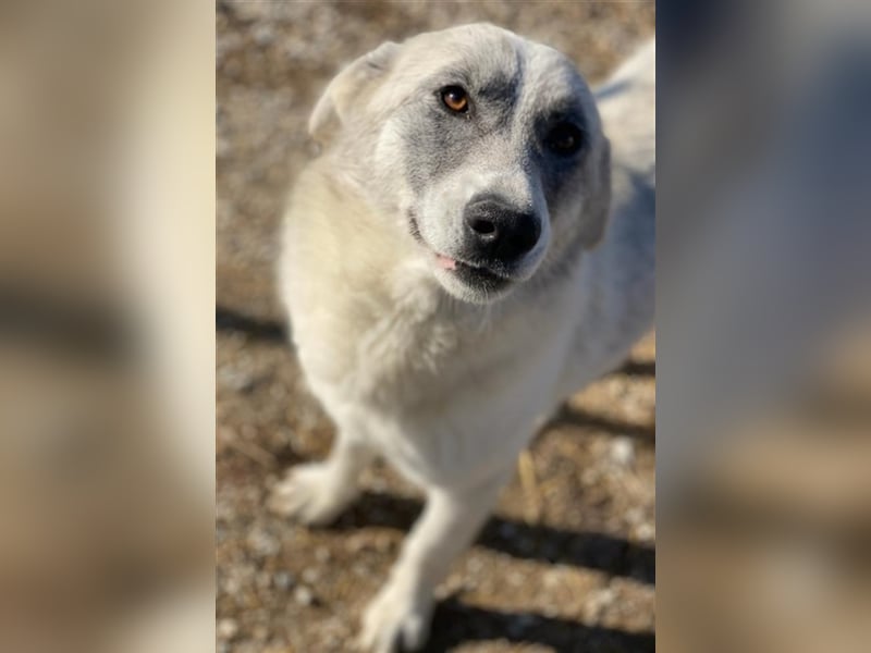 Charlina, geb. ca. 04/2021, lebt in GRIECHENLAND, im städt. Tierheim Serres