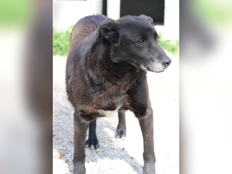 Kenzo, geb. 03/2014, lebt in GRIECHENLAND, im städt. Tierheim Serres