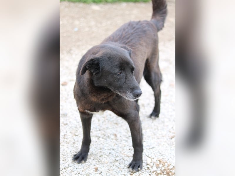 Kenzo, geb. 03/2014, lebt in GRIECHENLAND, im städt. Tierheim Serres