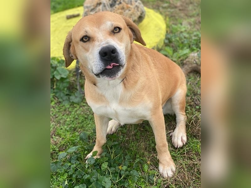 Cece, geb. ca. 12/2019, lebt in GRIECHENLAND, im städt. Tierheim Serres