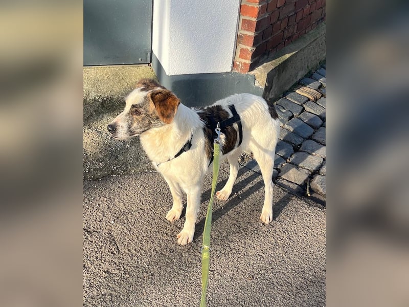 Blesso, geb. ca. 01/2025, lebt auf einer Pflegestelle in 48565 Steinfurt