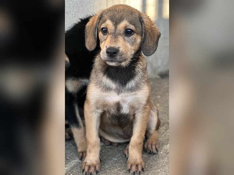 Lotte, geb. ca. 05/2026, lebt in GRIECHENLAND, im städt. Tierheim Serres
