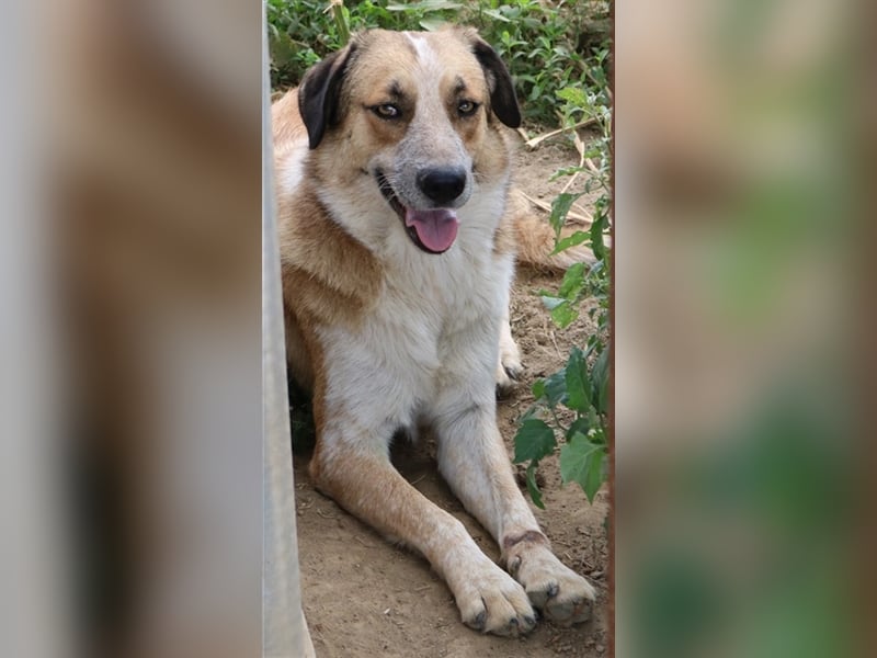 Nena, geb. ca. 10/2017, lebt in GRIECHENLAND, im städt. Tierheim Serres