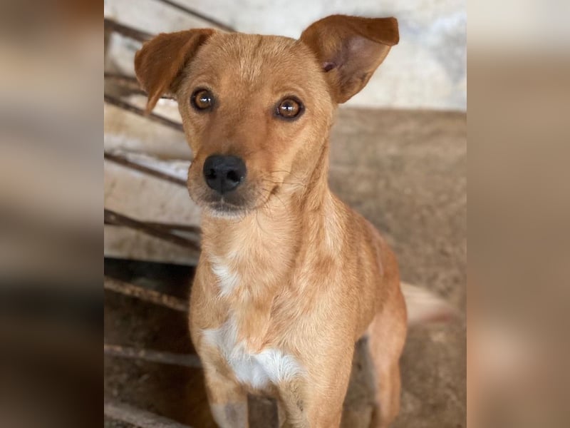 Allya, geb. ca.02/2024, lebt auf einer Pflegestelle in 20457 Hamburg