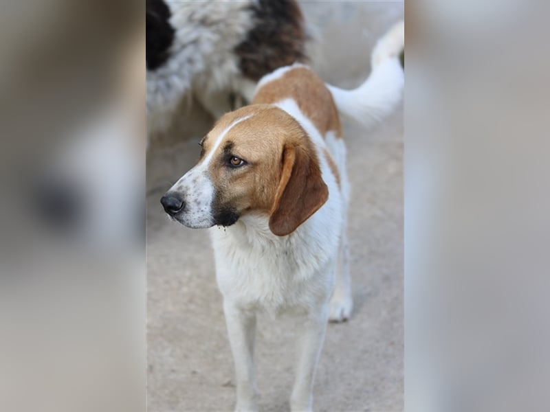 Tonio, geb. ca. 03/2022, lebt in GRIECHENLAND, im städt. Tierheim Serres