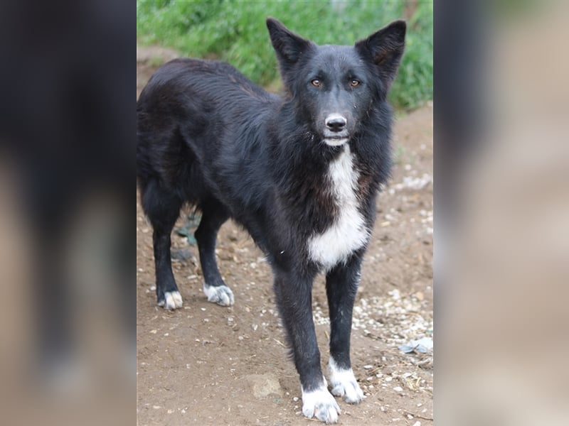 Brooklyn, geb. ca. 08/2020, lebt in GRIECHENLAND, im städt. Tierheim Serres