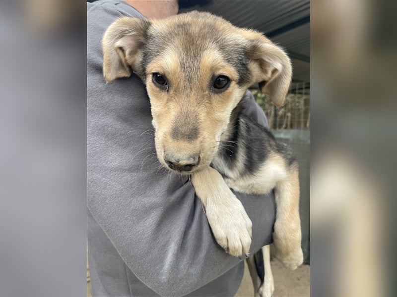 Atlanta, geb. ca. 07/2023, lebt in GRIECHENLAND, auf einer privaten Pflegestelle