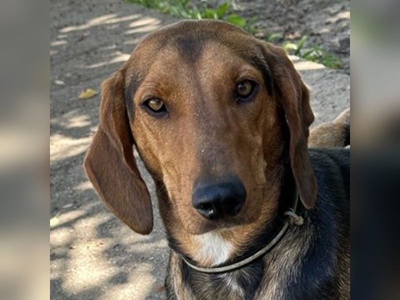 Chiara, geb. ca. 01/2023, lebt in GRIECHENLAND, auf einer privaten Pflegestelle