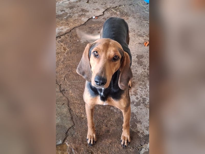 Camelia, geb. ca. 03/2021, lebt in GRIECHENLAND, auf einer privaten Pflegestelle