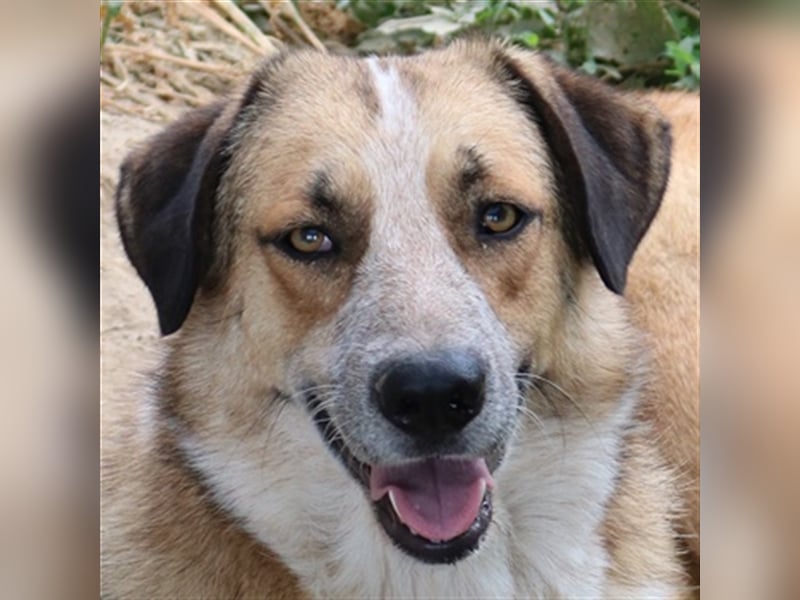 Nena, geb. ca. 10/2017, lebt in GRIECHENLAND, im städt. Tierheim Serres