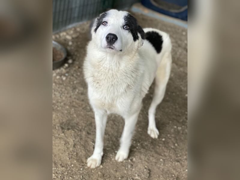 Joletta, geb. ca. 04/2025, lebt in GRIECHENLAND, auf einer privaten Pflegestelle