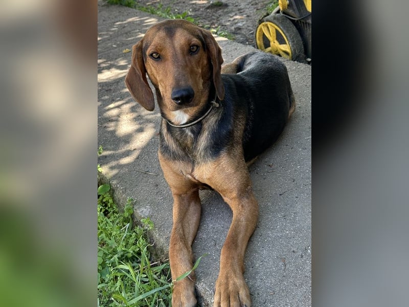 Chiara, geb. ca. 01/2023, lebt in GRIECHENLAND, auf einer privaten Pflegestelle