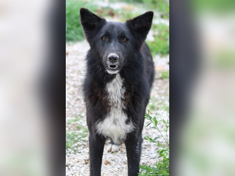 Brooklyn, geb. ca. 08/2020, lebt in GRIECHENLAND, im städt. Tierheim Serres