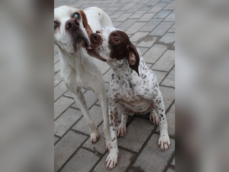 Acira, geb. ca. 04/2023, lebt auf einer Pflegestelle in 67735 Mehlbach