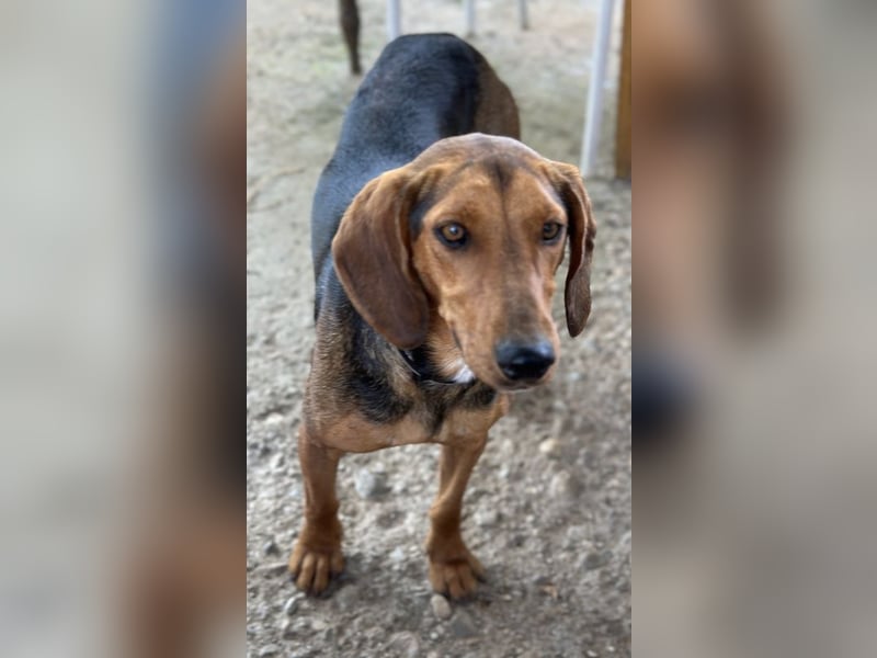 Chiara, geb. ca. 01/2023, lebt in GRIECHENLAND, auf einer privaten Pflegestelle