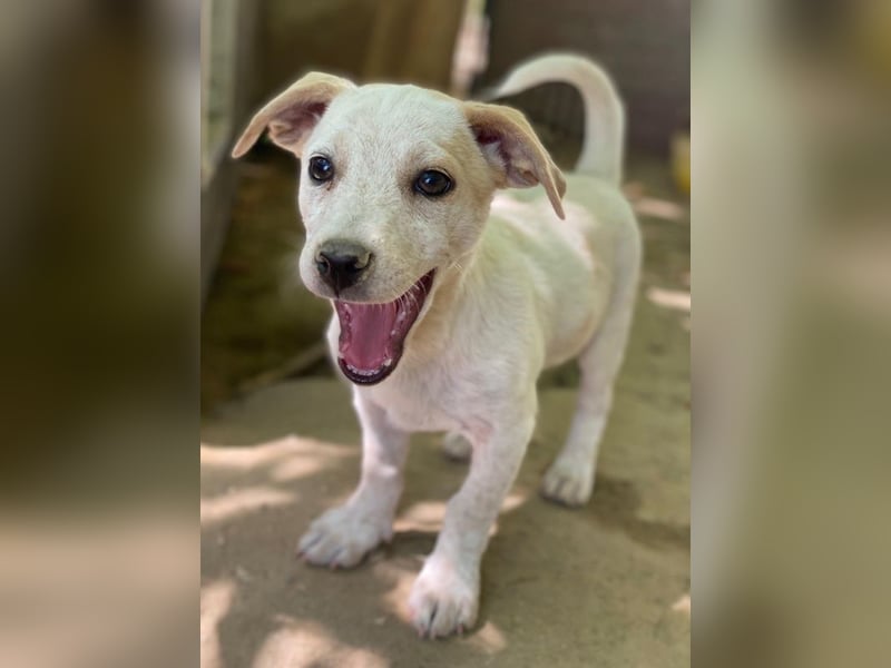 Mimosa, geb. ca. 04/2025, lebt auf einer Pflegestelle in 3072RE Rotterdam