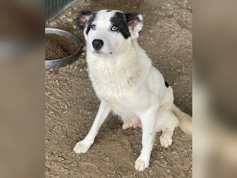 Joletta, geb. ca. 04/2025, lebt in GRIECHENLAND, auf einer privaten Pflegestelle