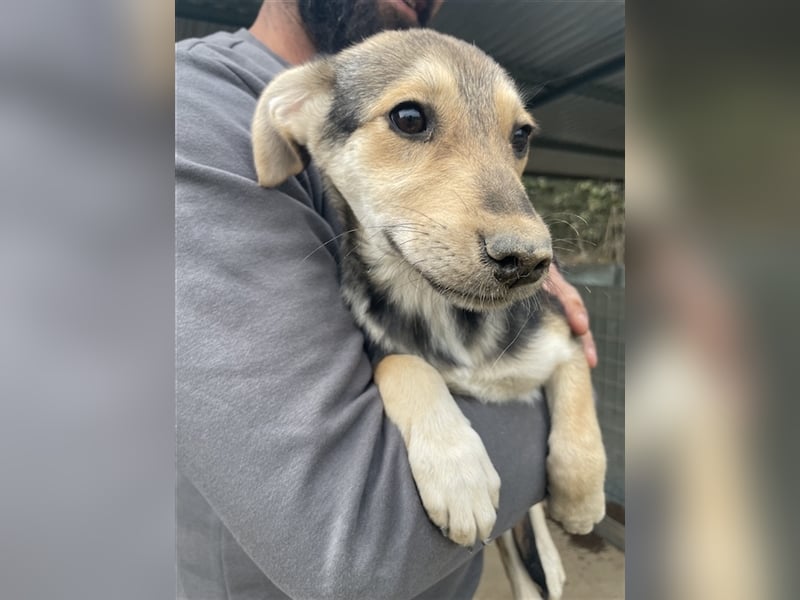 Atlanta, geb. ca. 07/2023, lebt in GRIECHENLAND, auf einer privaten Pflegestelle