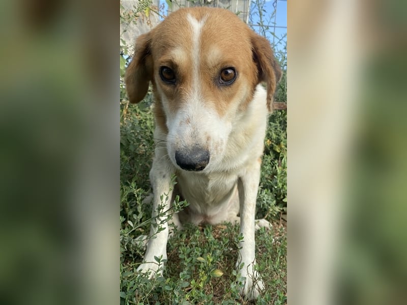 Katja, geb. ca. 12/2019, lebt in GRIECHENLAND, im städt. Tierheim Serres