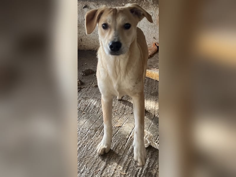 Phoenix, geb. ca. 07/2023, lebt in GRIECHENLAND, auf einer privaten Pflegestelle