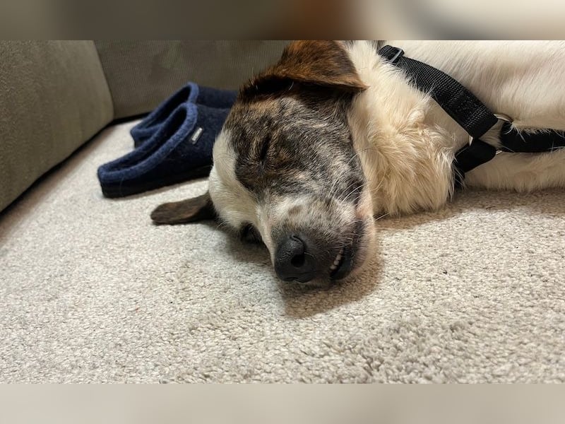 Blesso, geb. ca. 01/2025, lebt auf einer Pflegestelle in 48565 Steinfurt