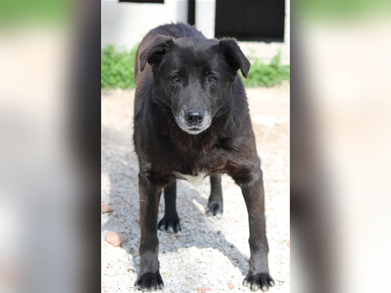 Kenzo, geb. 03/2014, lebt in GRIECHENLAND, im städt. Tierheim Serres
