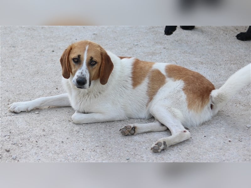 Tonio, geb. ca. 03/2022, lebt in GRIECHENLAND, im städt. Tierheim Serres