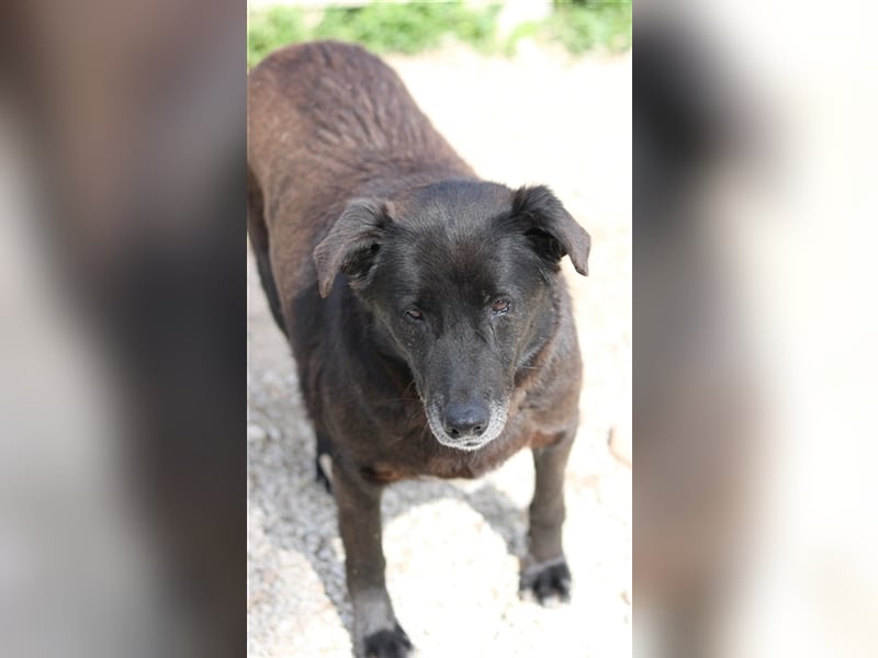 Kenzo, geb. 03/2014, lebt in GRIECHENLAND, im städt. Tierheim Serres