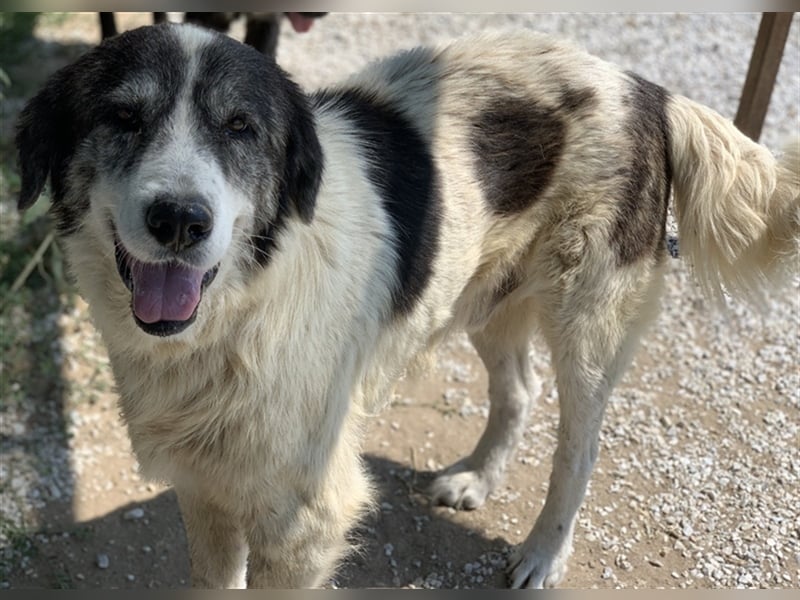 Askal, geb. ca. 07/2015, lebt in GRIECHENLAND, im städt. Tierheim Serres