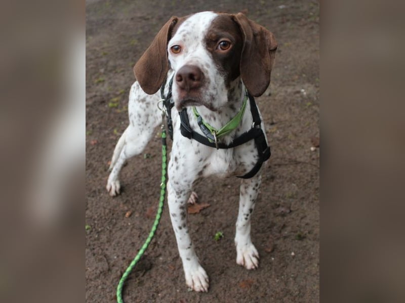 Acira, geb. ca. 04/2023, lebt auf einer Pflegestelle in 67735 Mehlbach