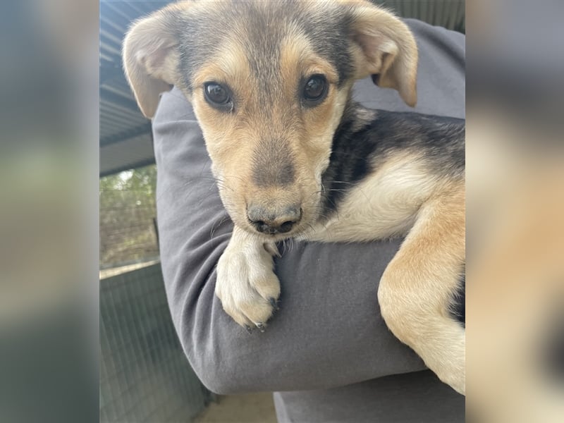 Atlanta, geb. ca. 07/2023, lebt in GRIECHENLAND, auf einer privaten Pflegestelle