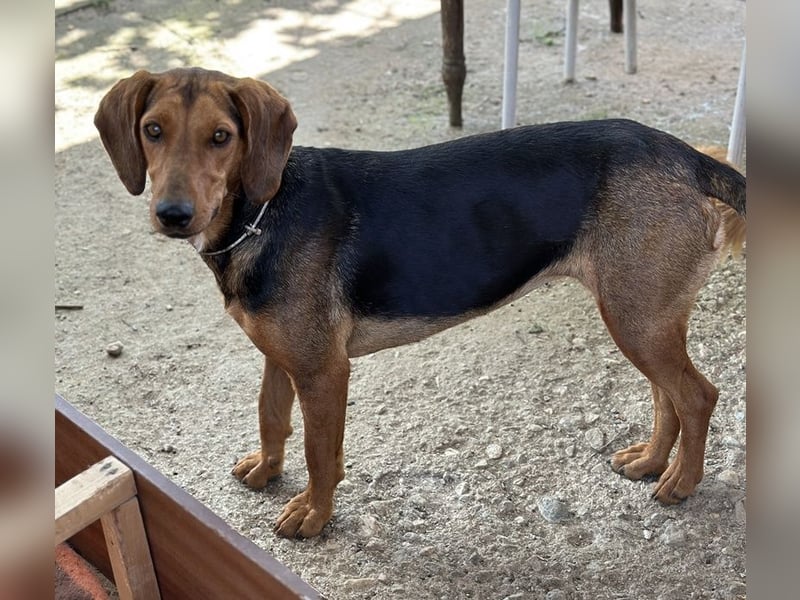 Chiara, geb. ca. 01/2023, lebt in GRIECHENLAND, auf einer privaten Pflegestelle